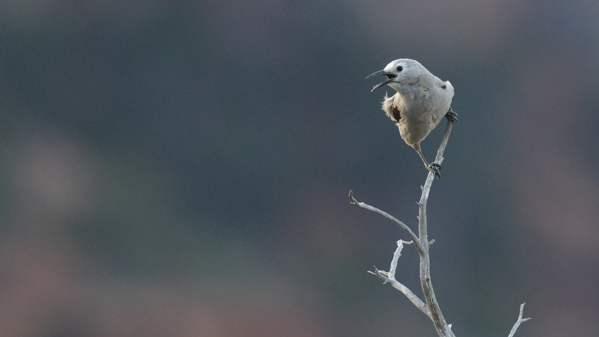 Clark's Nutcracker - Mark Scheel