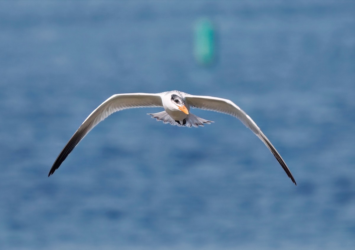 Caspian Tern - Tony T