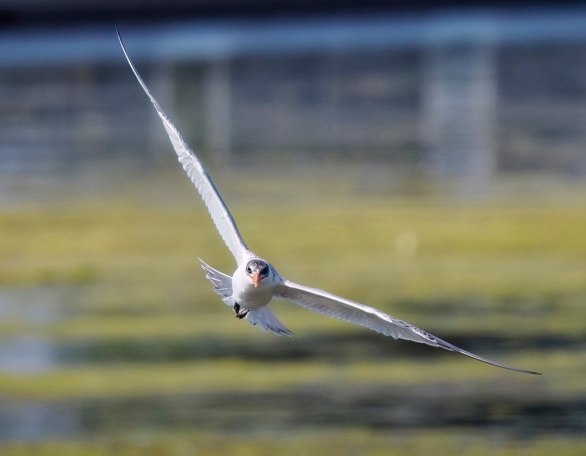 Caspian Tern - Tony T