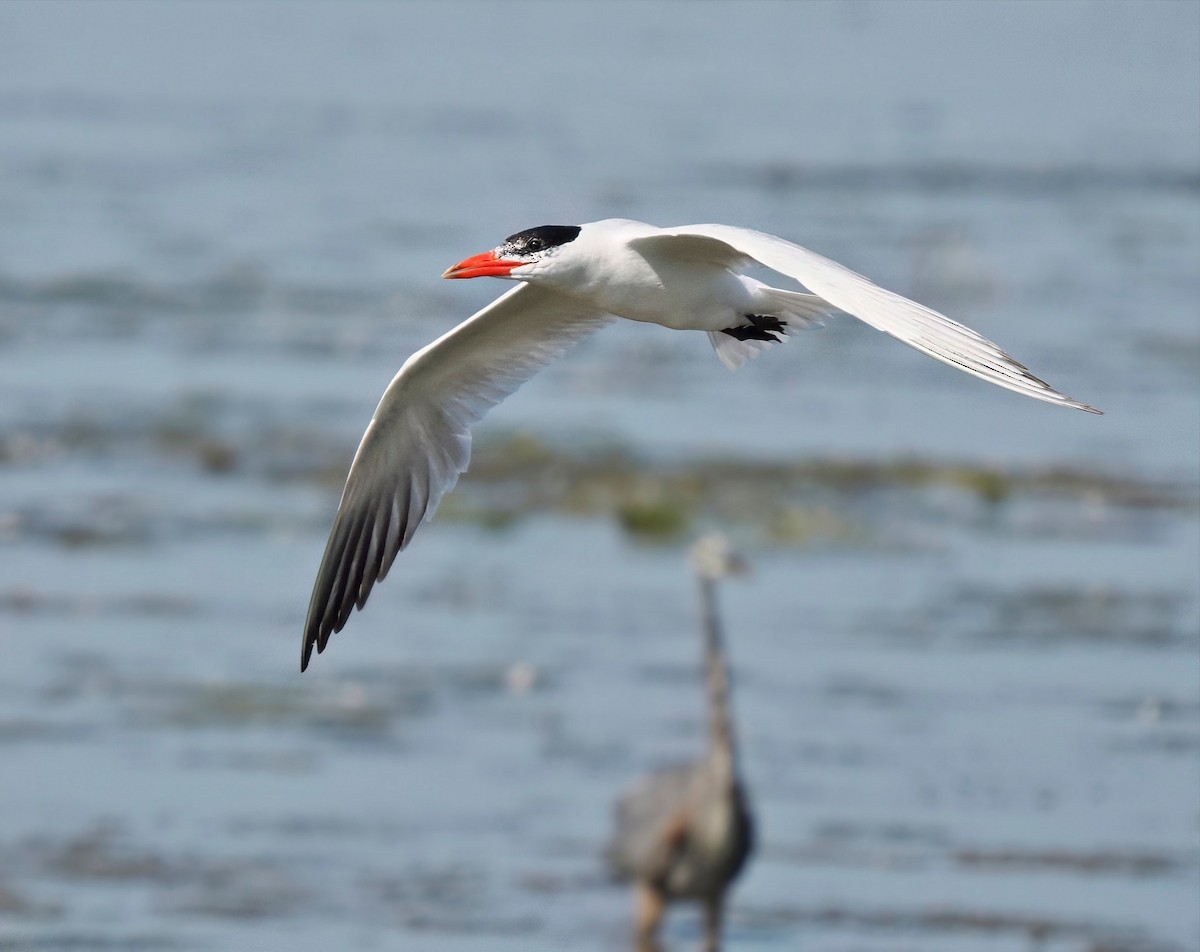 Caspian Tern - Tony T