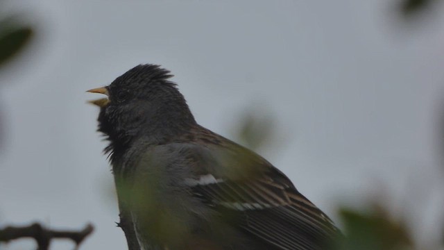 Mourning Sierra Finch - ML608458462