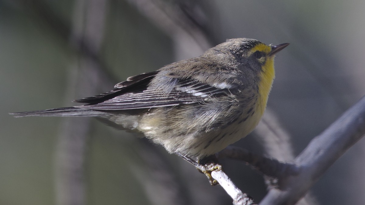 Grace's Warbler - ML608458514