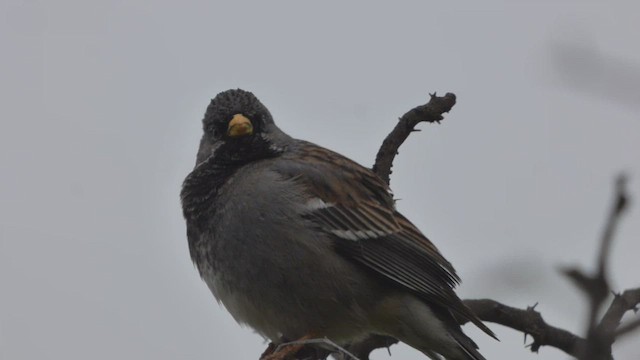 Mourning Sierra Finch - ML608458516