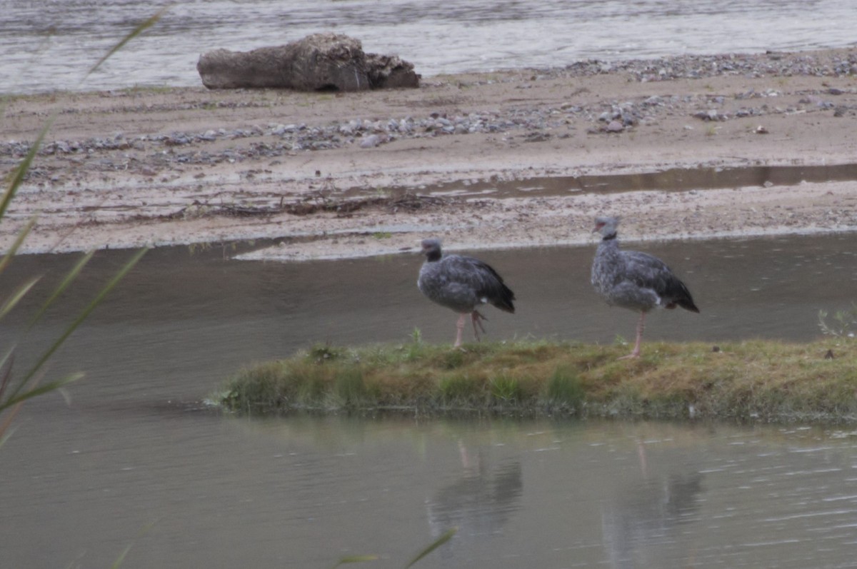 Southern Screamer - ML608458554