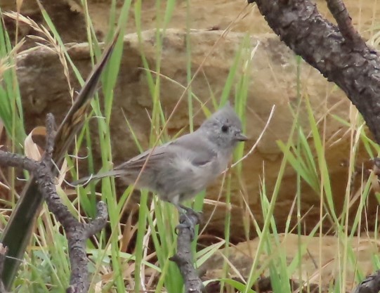 Juniper Titmouse - ML608458572