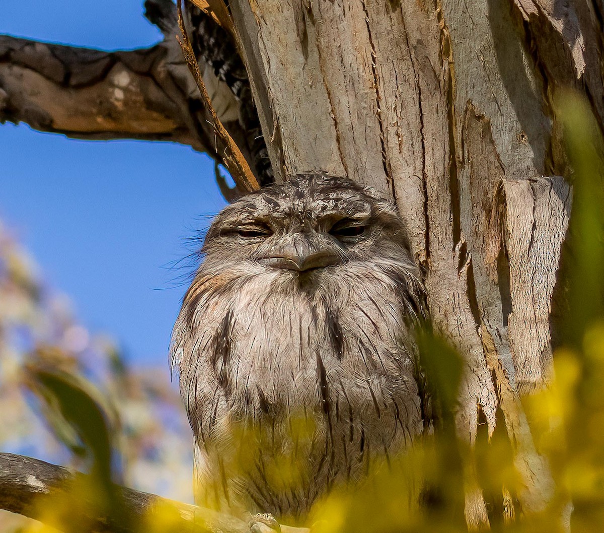 Tawny Frogmouth - Louise Summerhayes