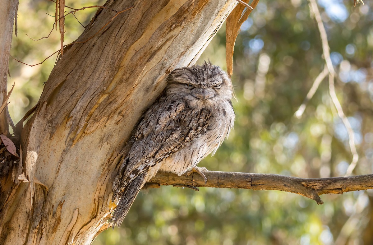 Tawny Frogmouth - ML608458578