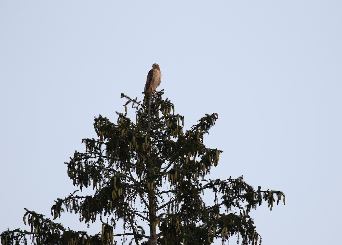 Red-tailed Hawk - ML608458589