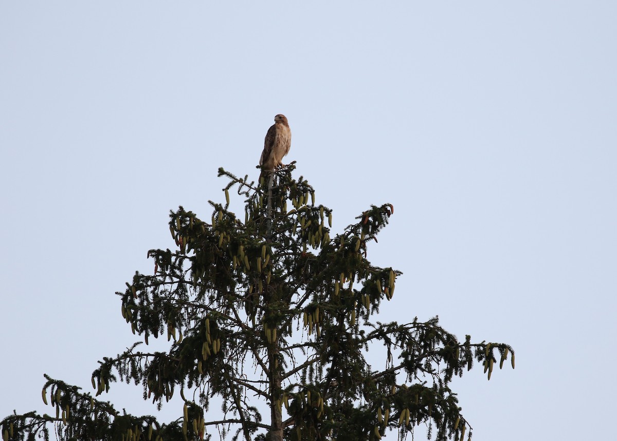 Red-tailed Hawk - maggie peretto