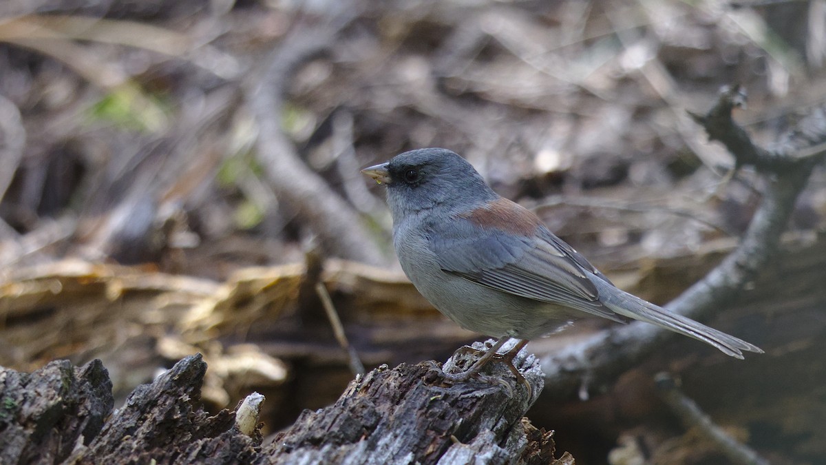 Junco Ojioscuro (dorsalis) - ML608458590