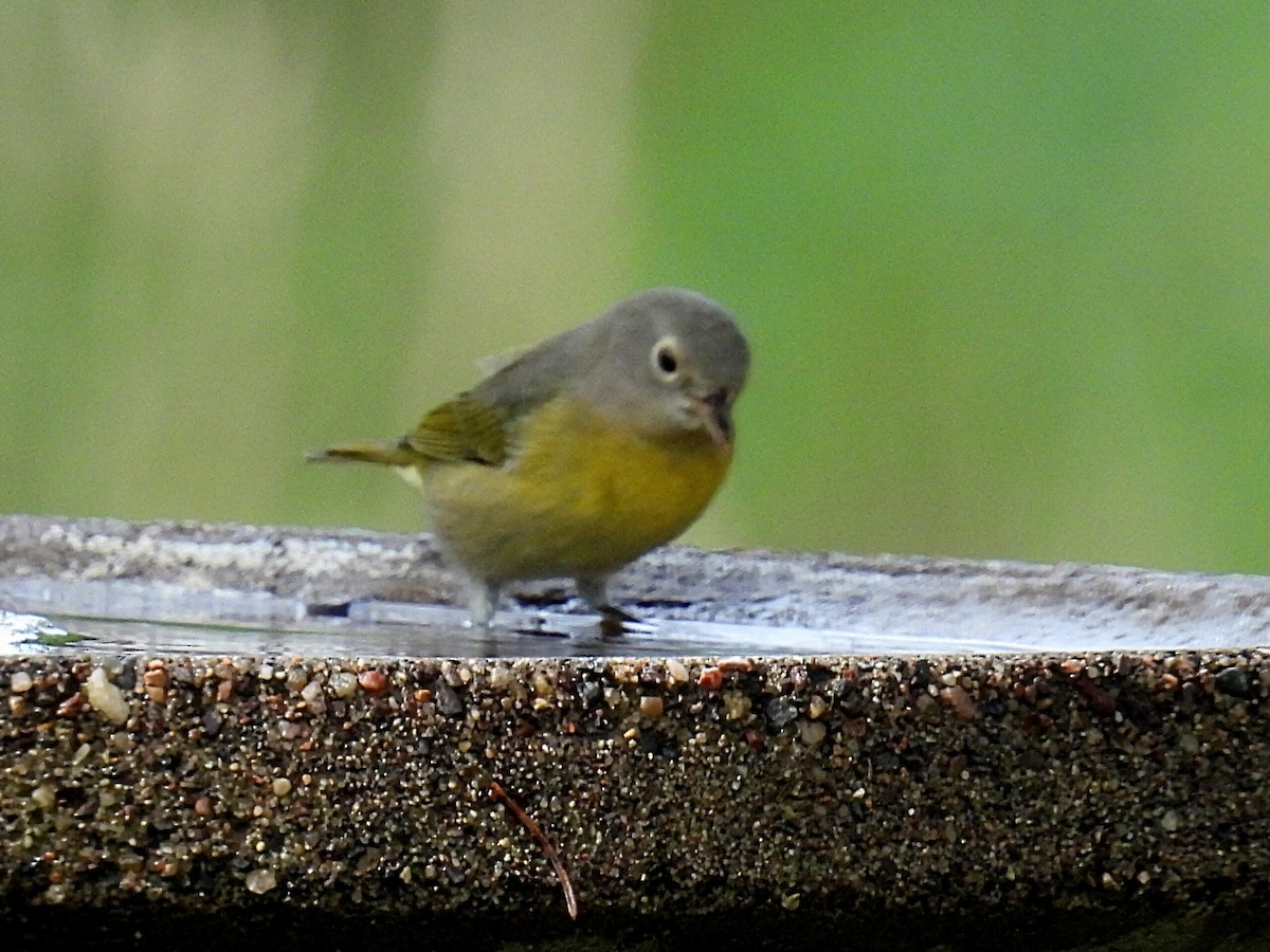 Nashville Warbler - ML608458598