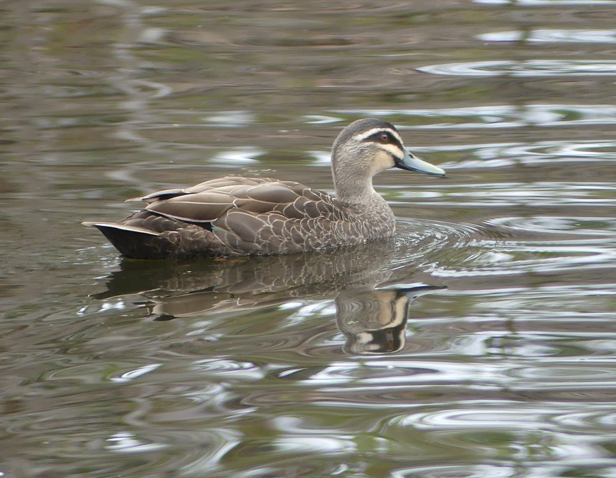 Pacific Black Duck - ML608458679