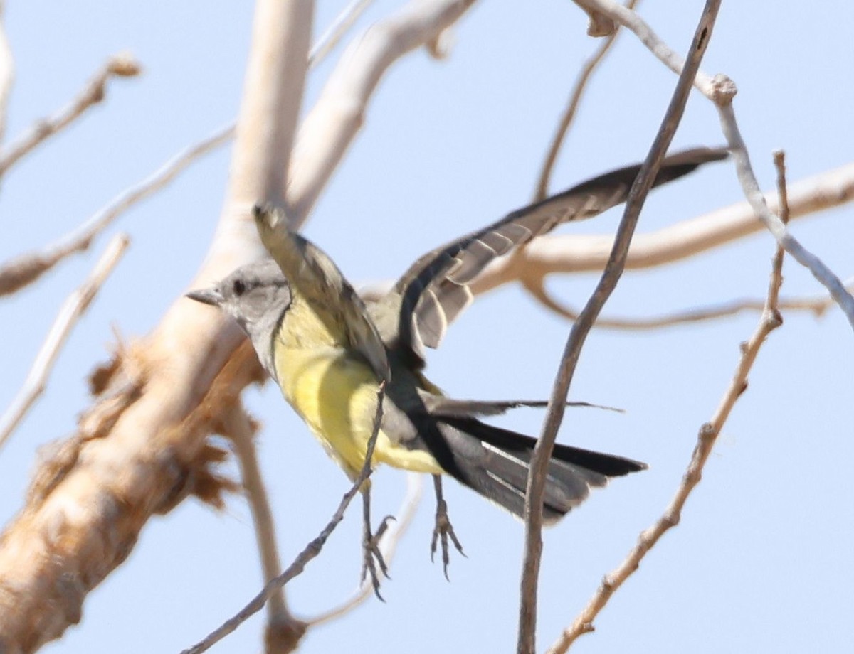 Western Kingbird - ML608458691