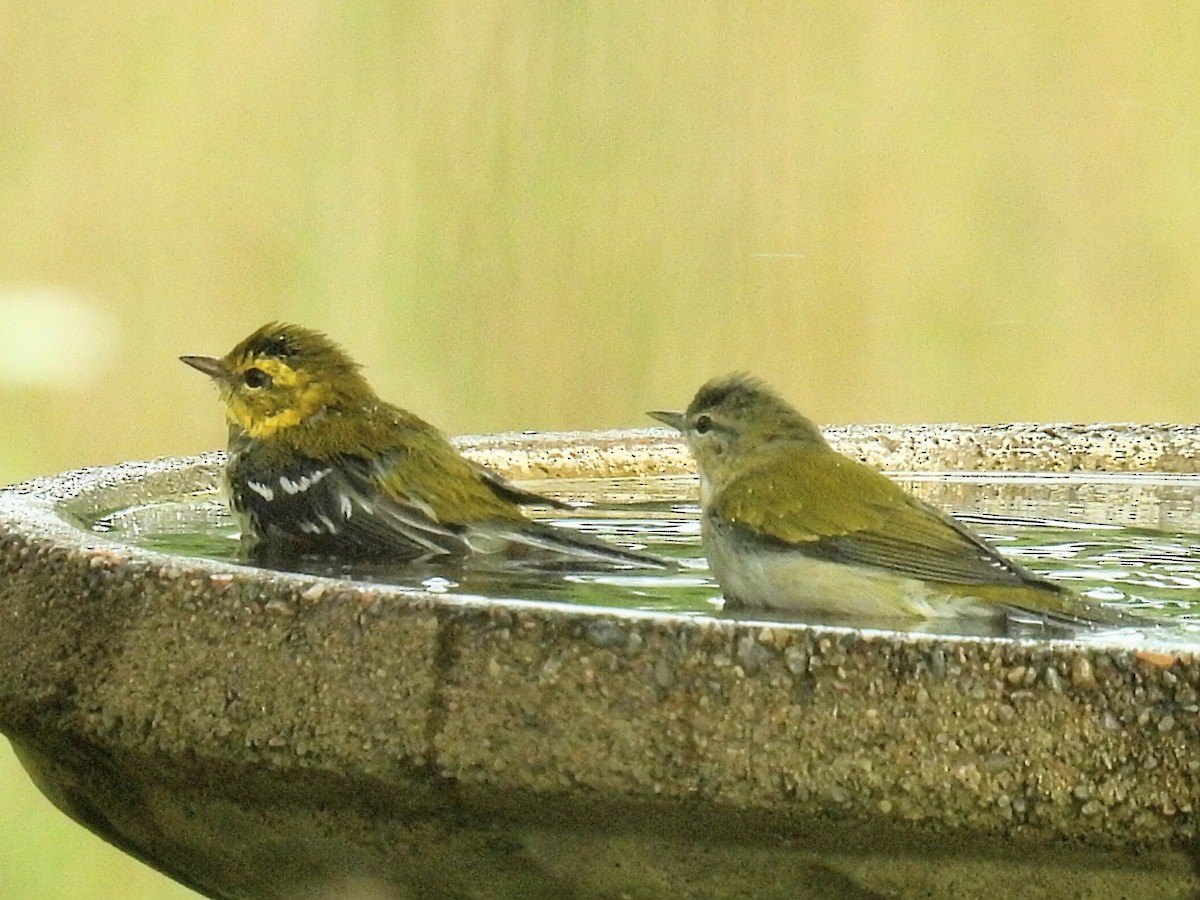 Grünmantel-Waldsänger - ML608458775