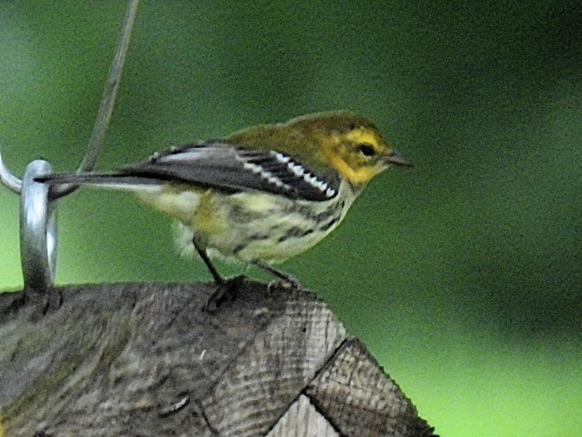 Grünmantel-Waldsänger - ML608458780