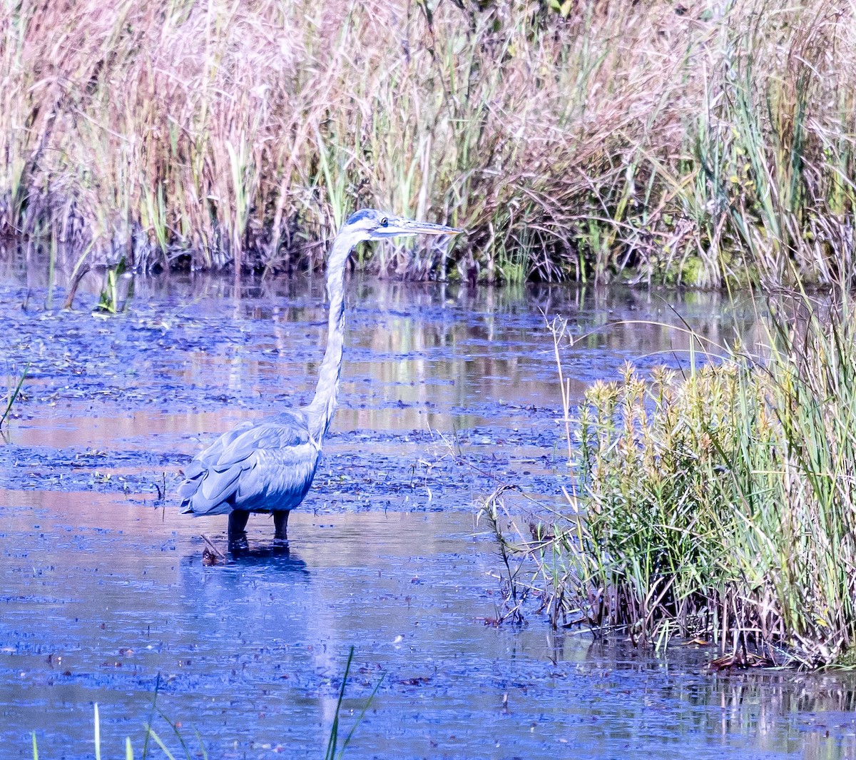 herodiashegre - ML608458802