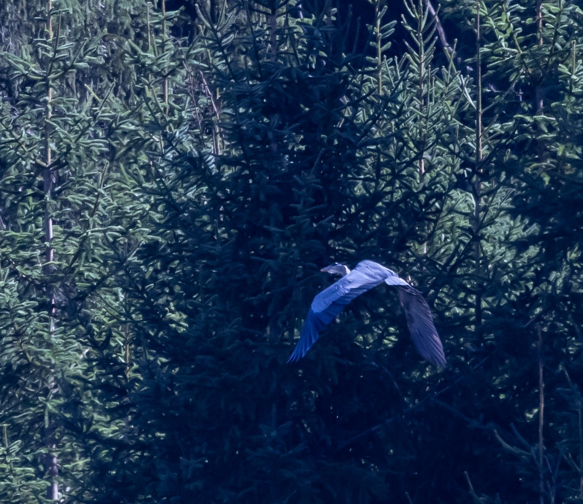 herodiashegre - ML608458806