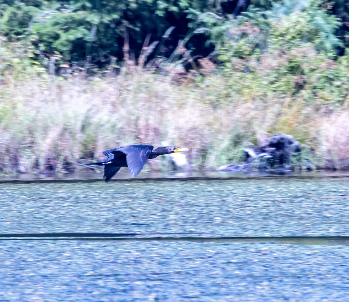 totoppskarv - ML608458848