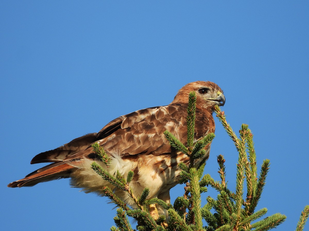 Red-tailed Hawk - ML608458858