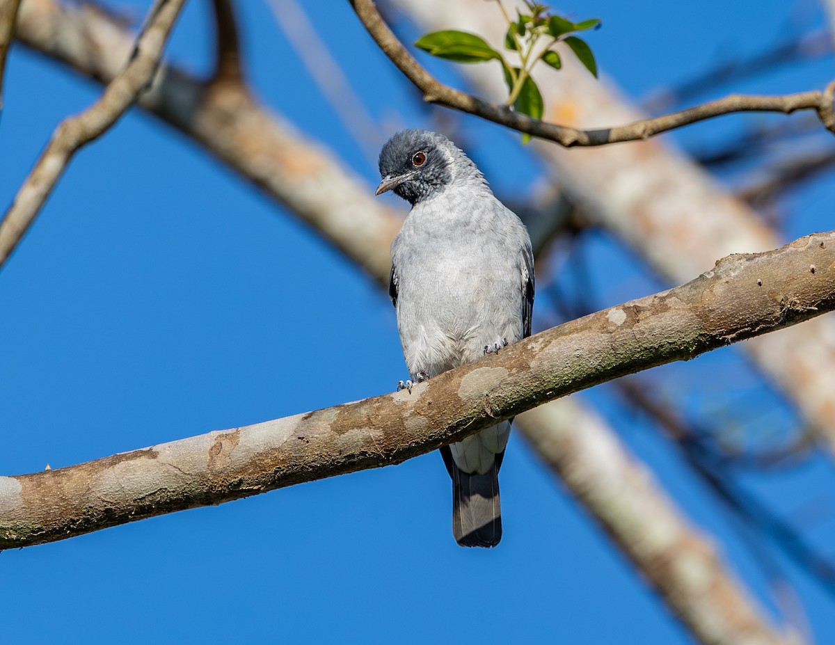 Black-faced Cotinga - ML608458859