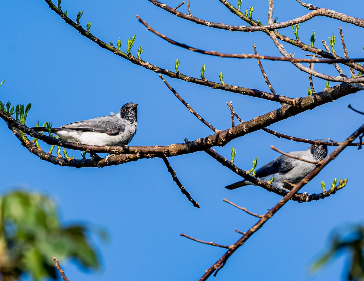 Black-faced Cotinga - ML608458860