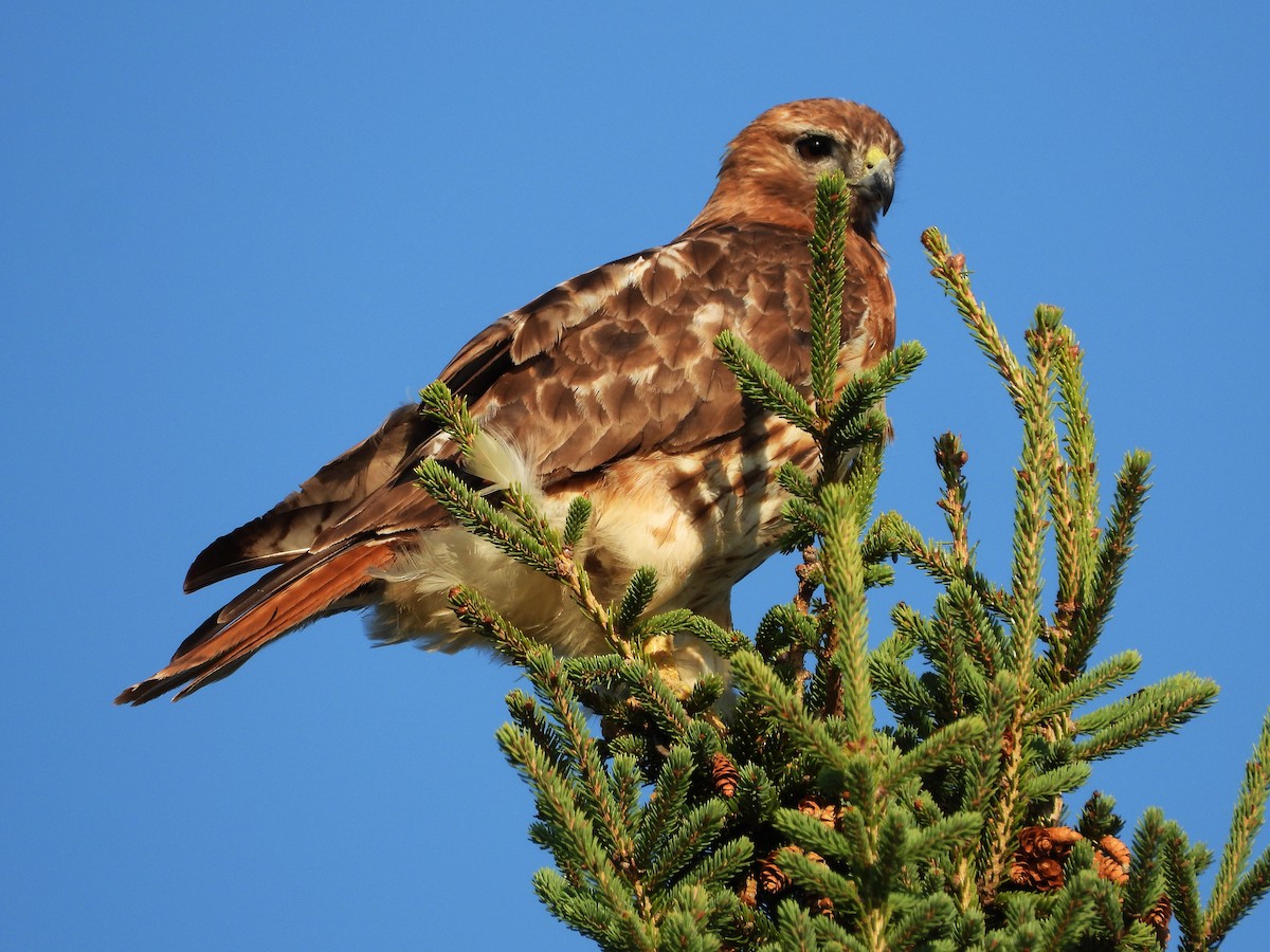 Red-tailed Hawk - ML608458862
