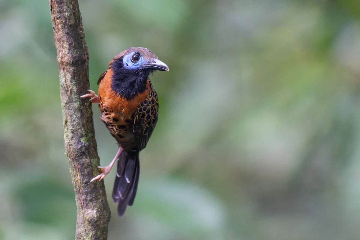 Ocellated Antbird - ML608458951