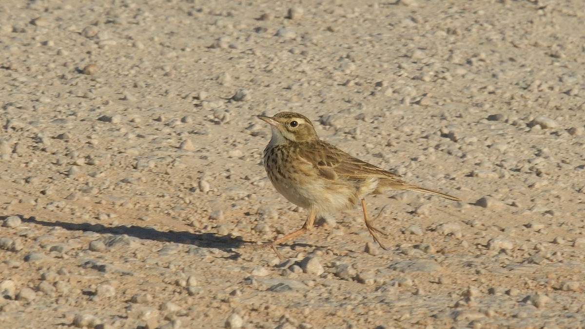 Bisbita Neozelandés (grupo australis) - ML608459009