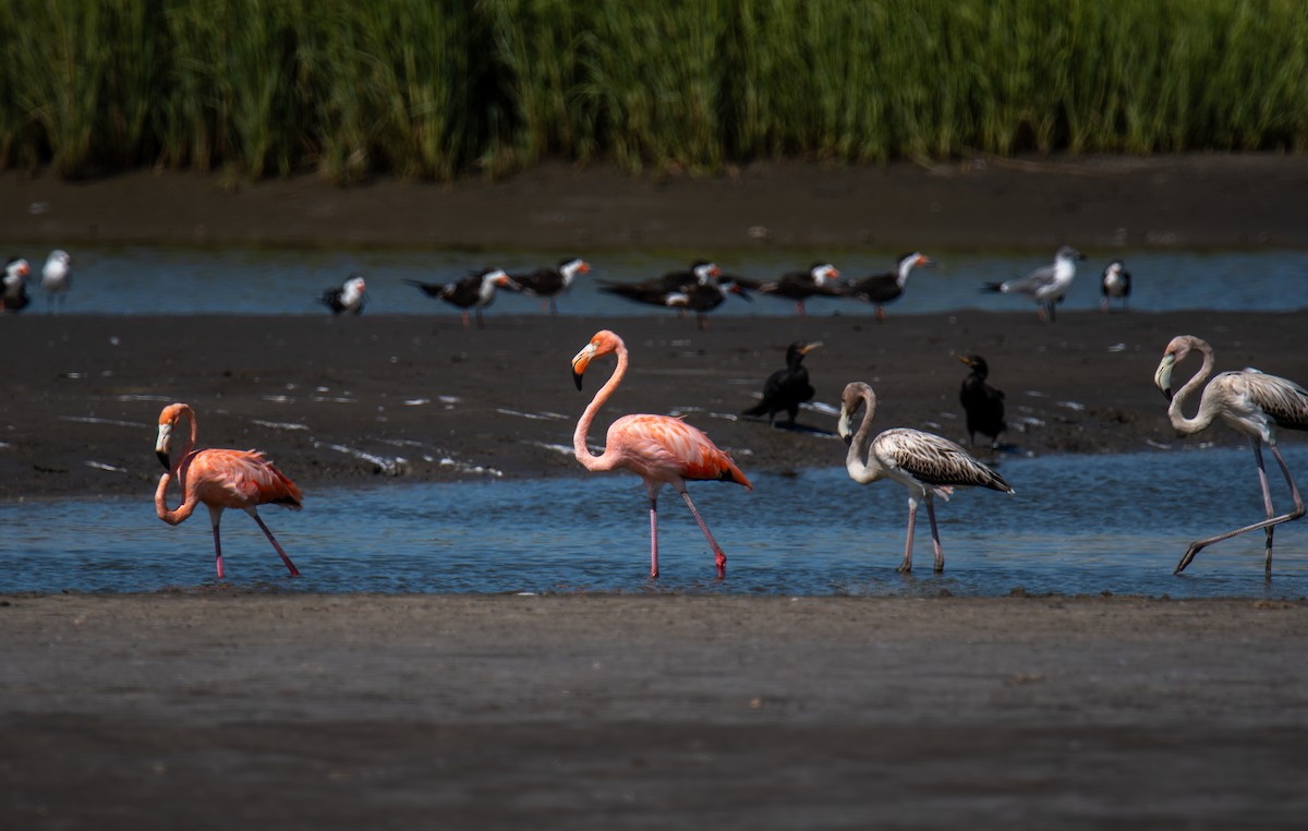 American Flamingo - ML608459013