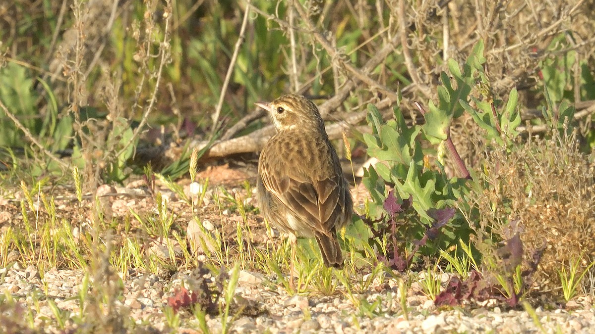 Australian Pipit - ML608459026