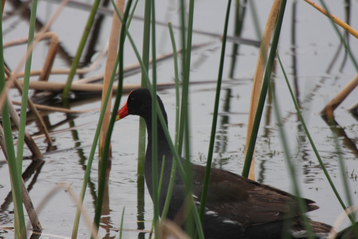 Gallinule d'Amérique - ML608459099