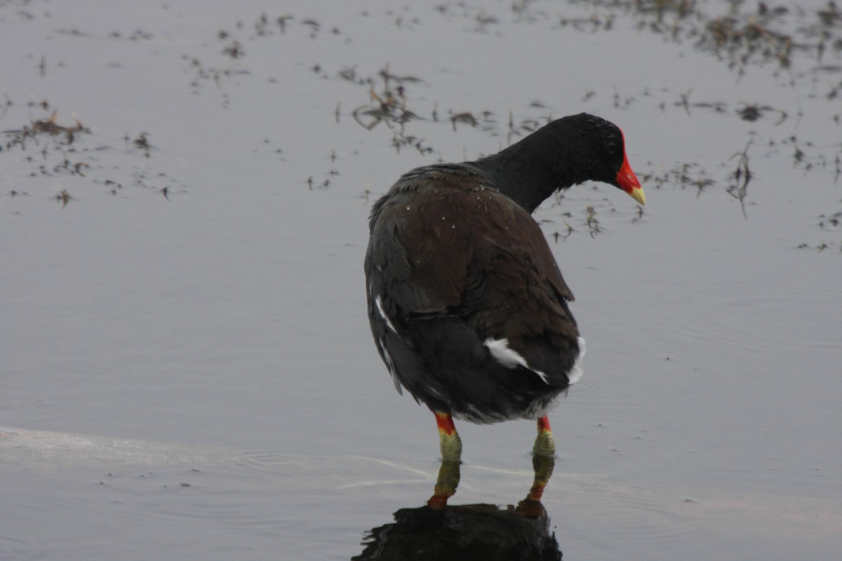 Gallinule d'Amérique - ML608459101