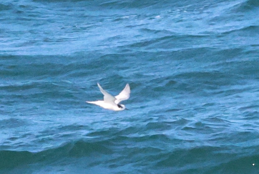 White-fronted Tern - ML608459125