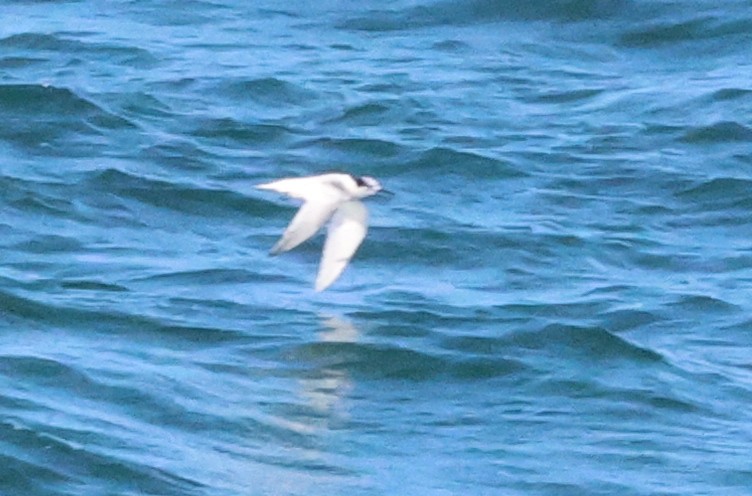 White-fronted Tern - ML608459128