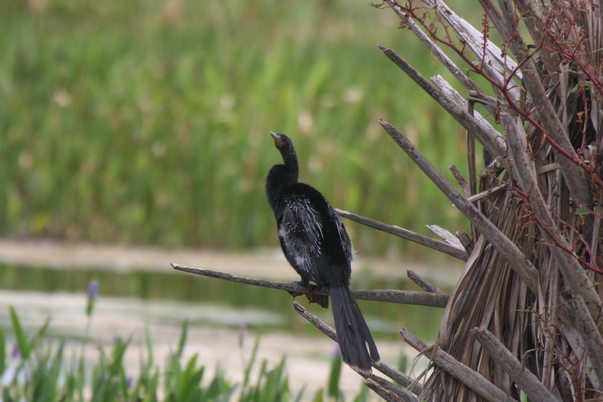 Amerika-Schlangenhalsvogel - ML608459133