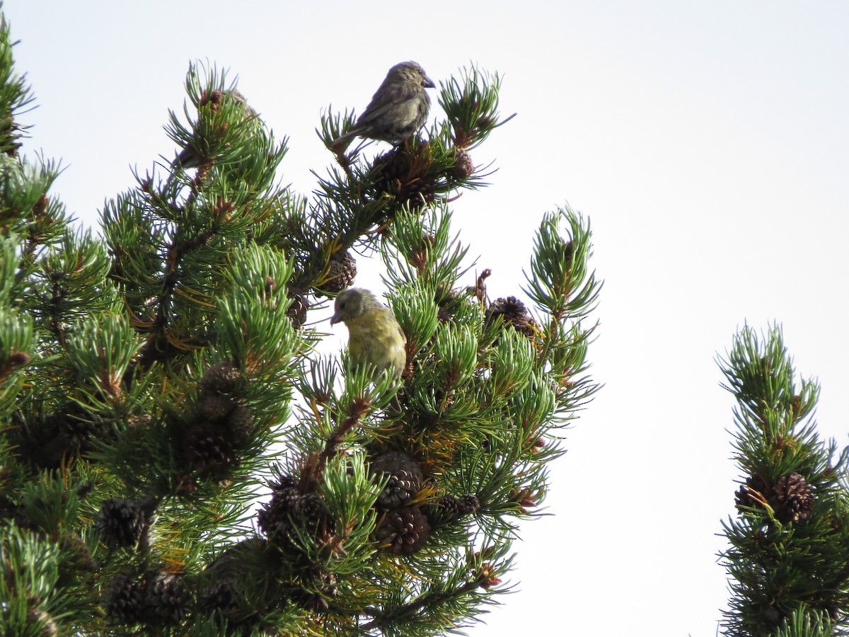 Çaprazgaga - ML608459134