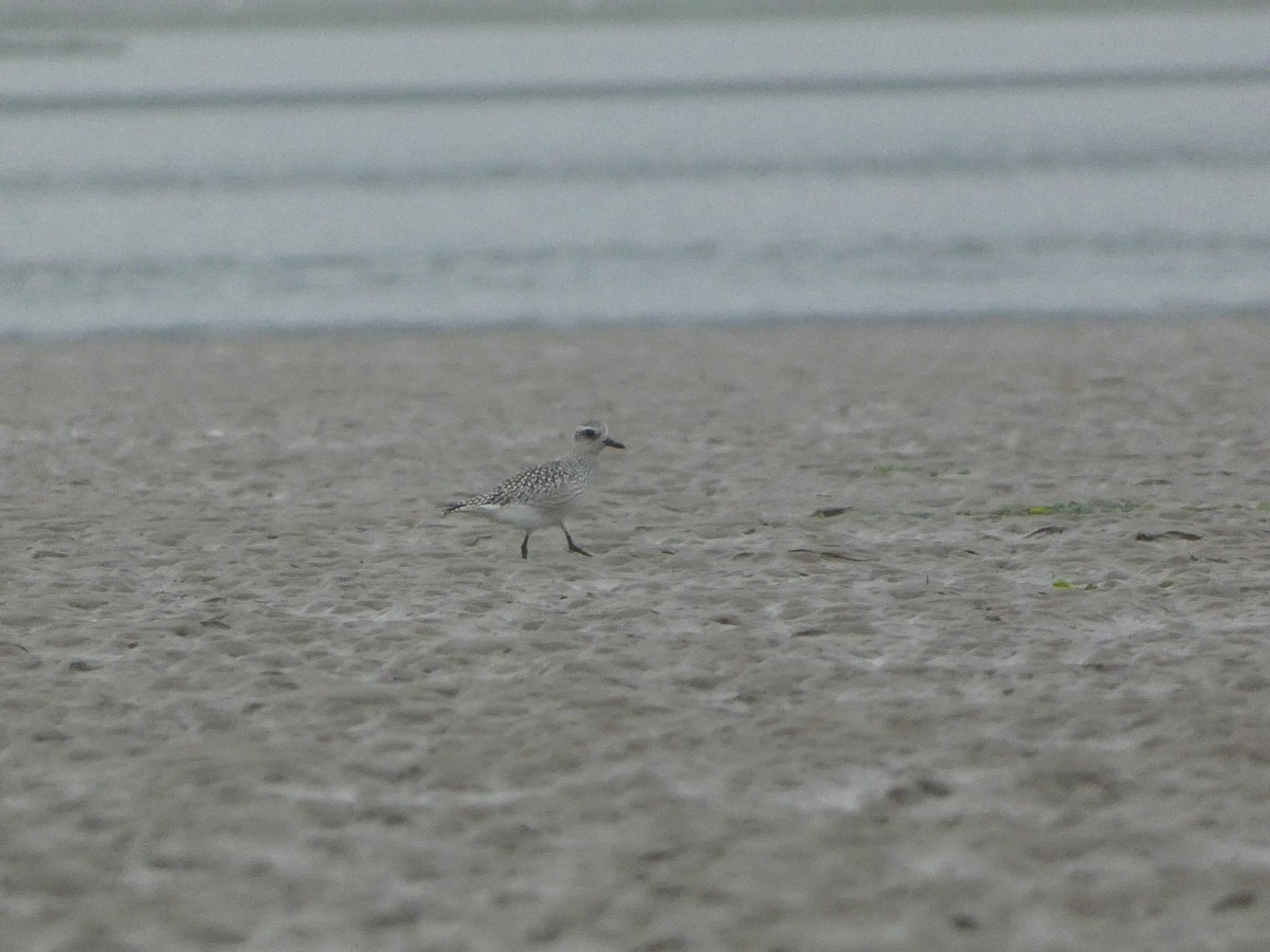 Black-bellied Plover - ML608459154