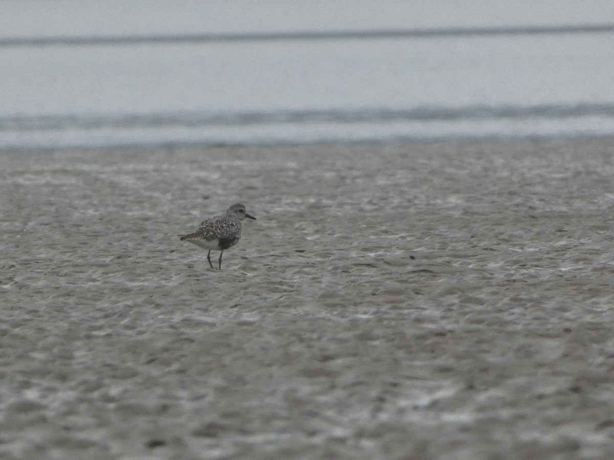 Black-bellied Plover - ML608459156