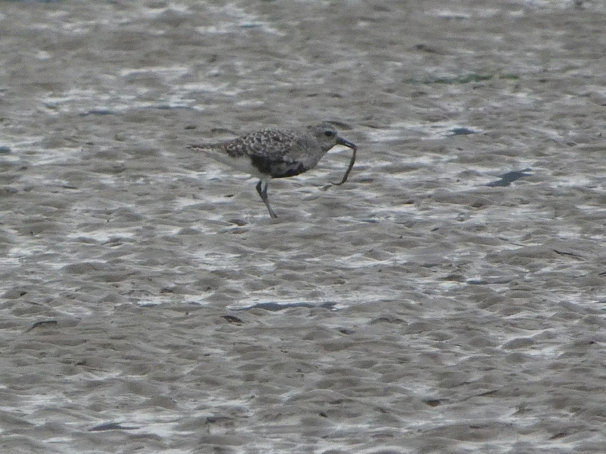 Black-bellied Plover - ML608459157