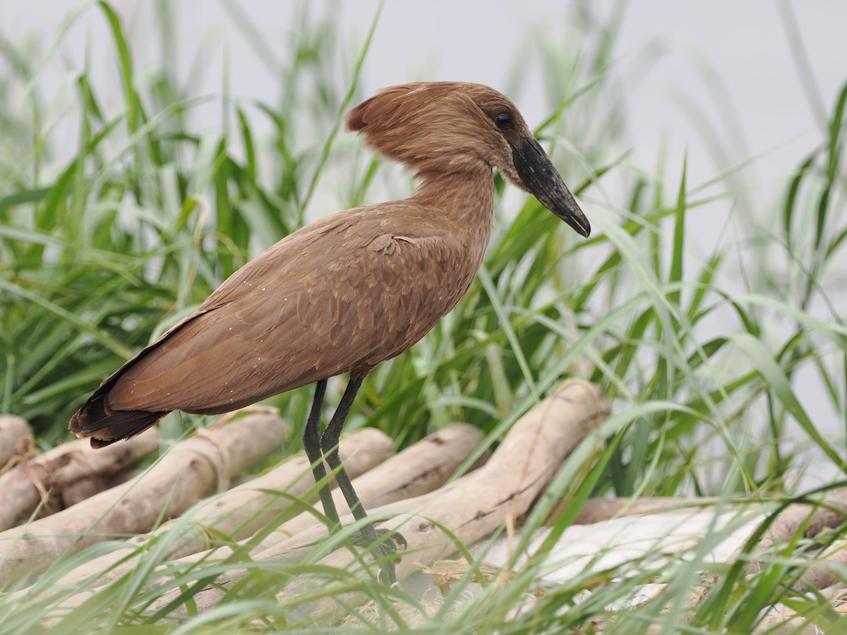 Hamerkop - ML608459158