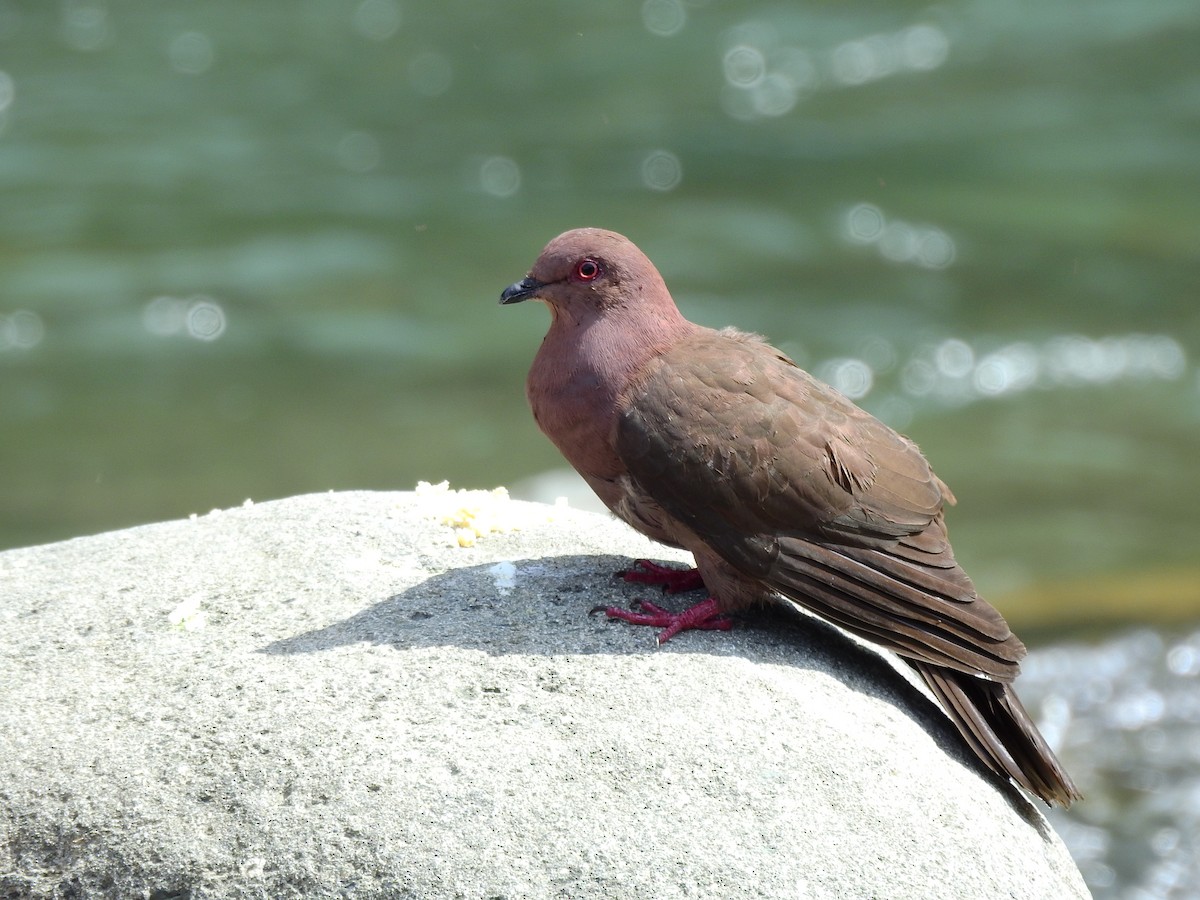 Short-billed Pigeon - Sisgo Rachith Acuña Chinchilla