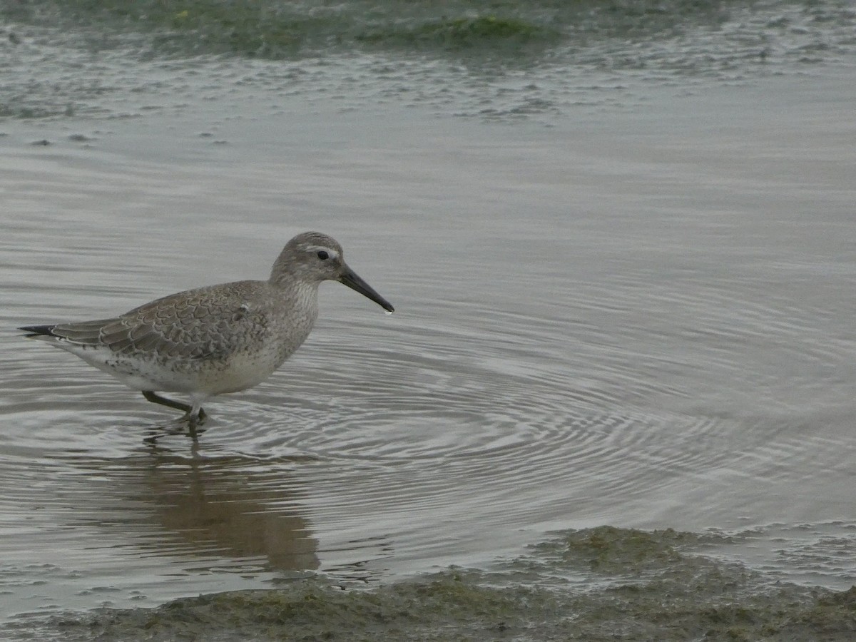 Red Knot - ML608459207