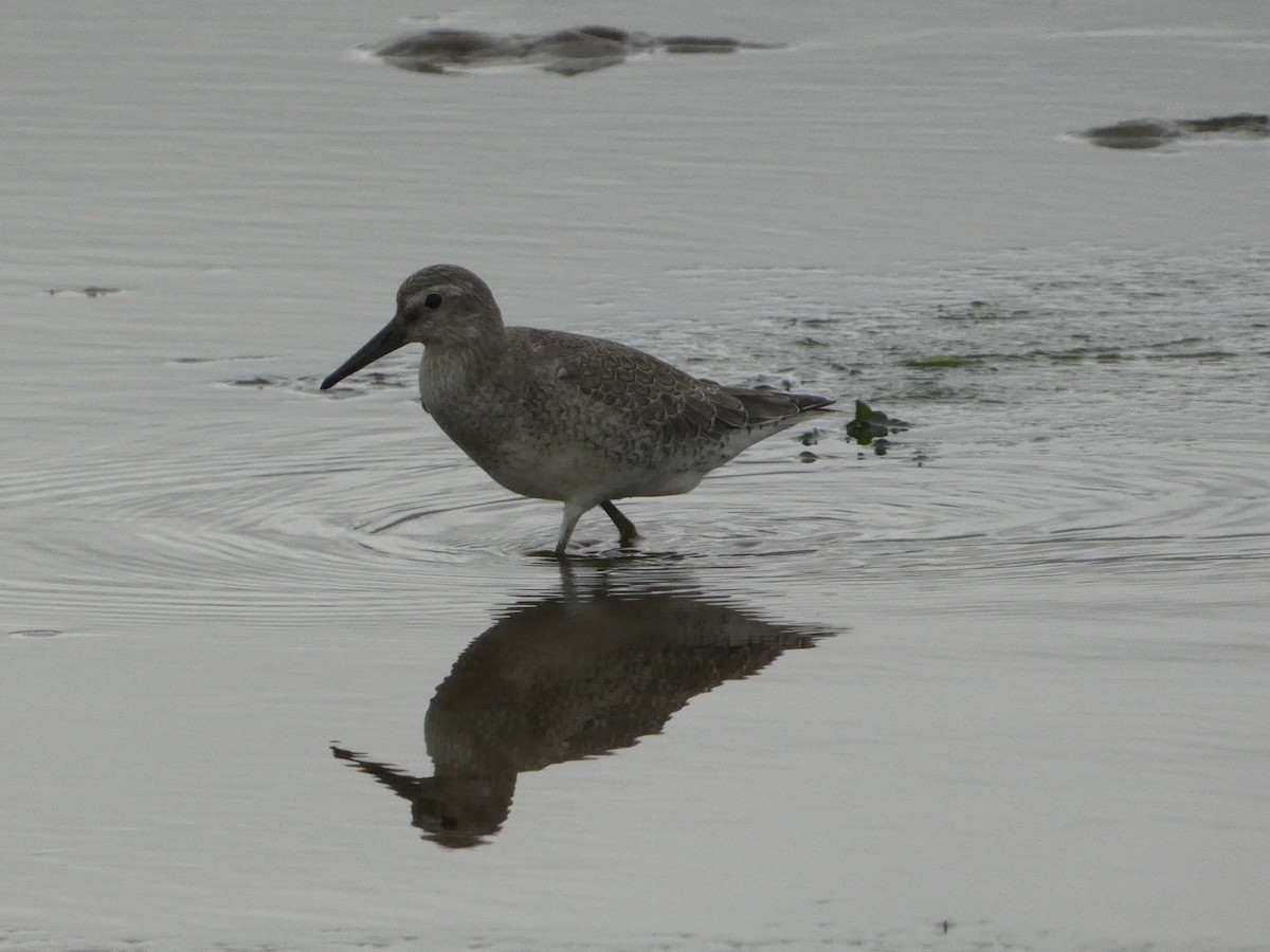 Red Knot - ML608459208