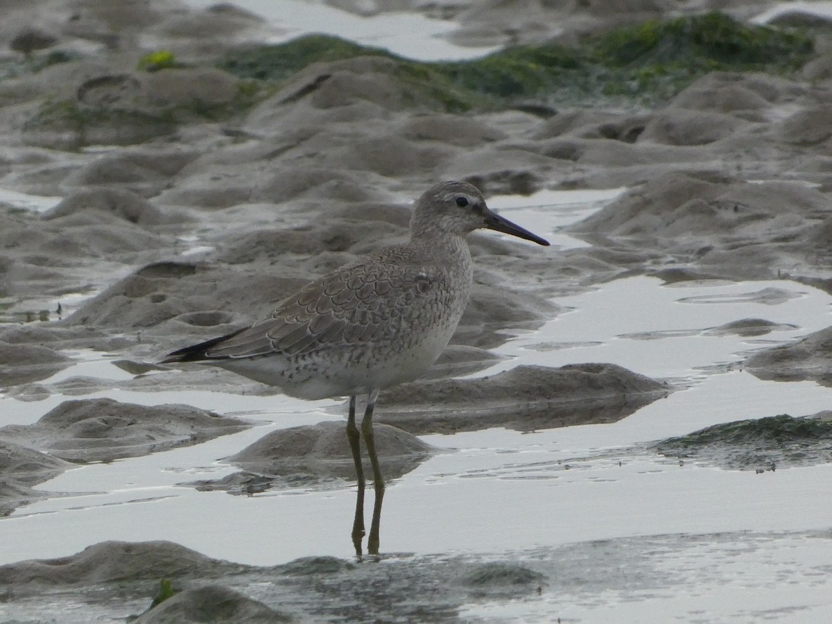 Red Knot - ML608459209