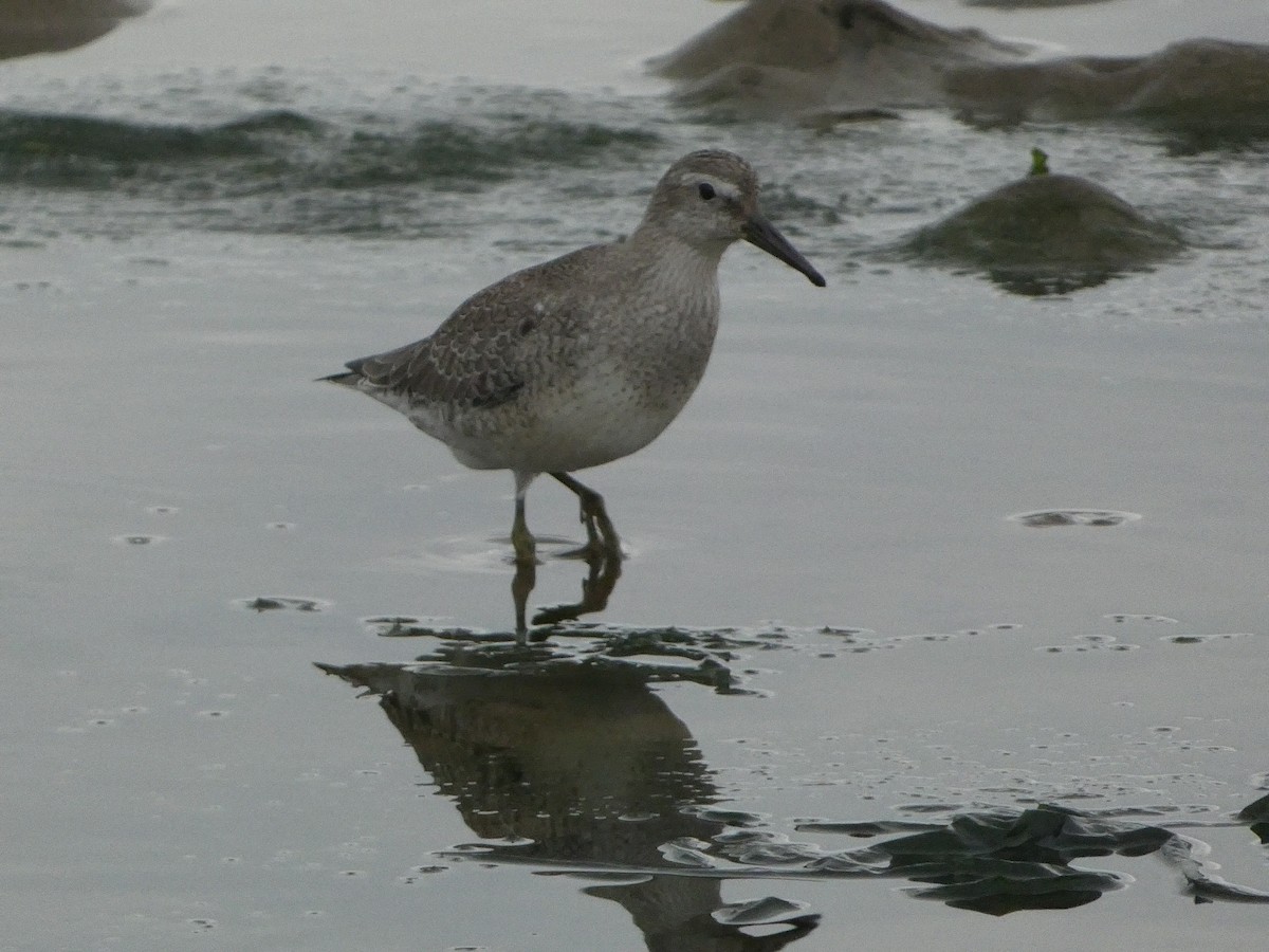 Red Knot - Lucas Mansfield