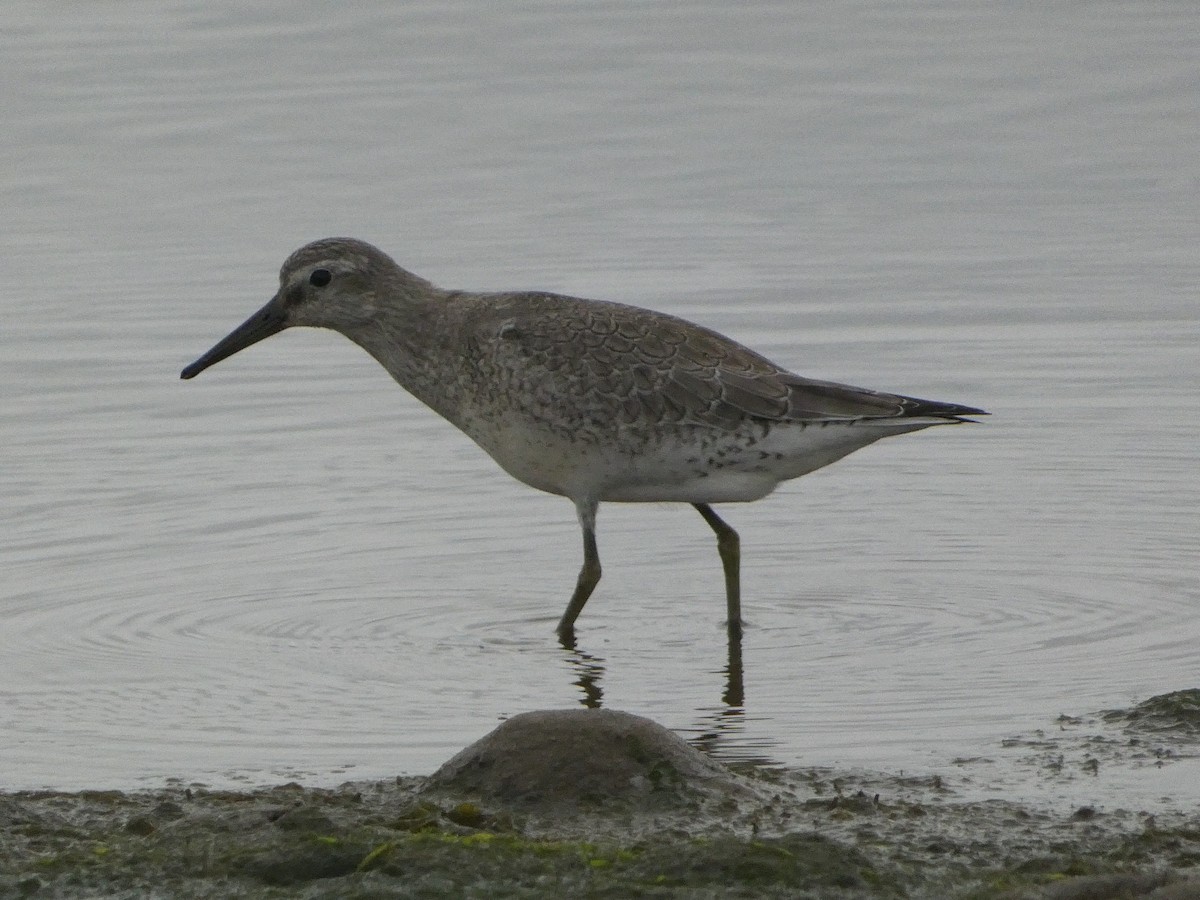 Red Knot - ML608459212