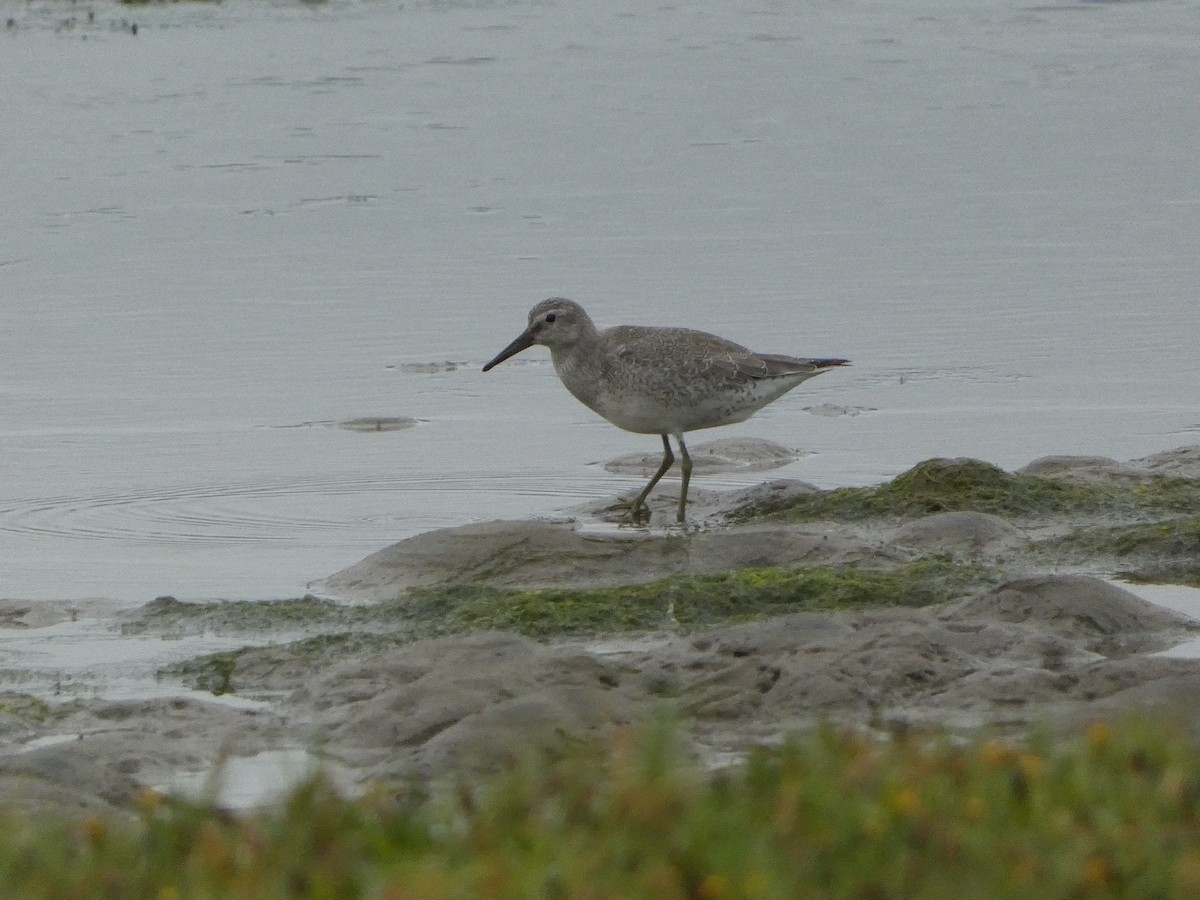 Red Knot - ML608459213