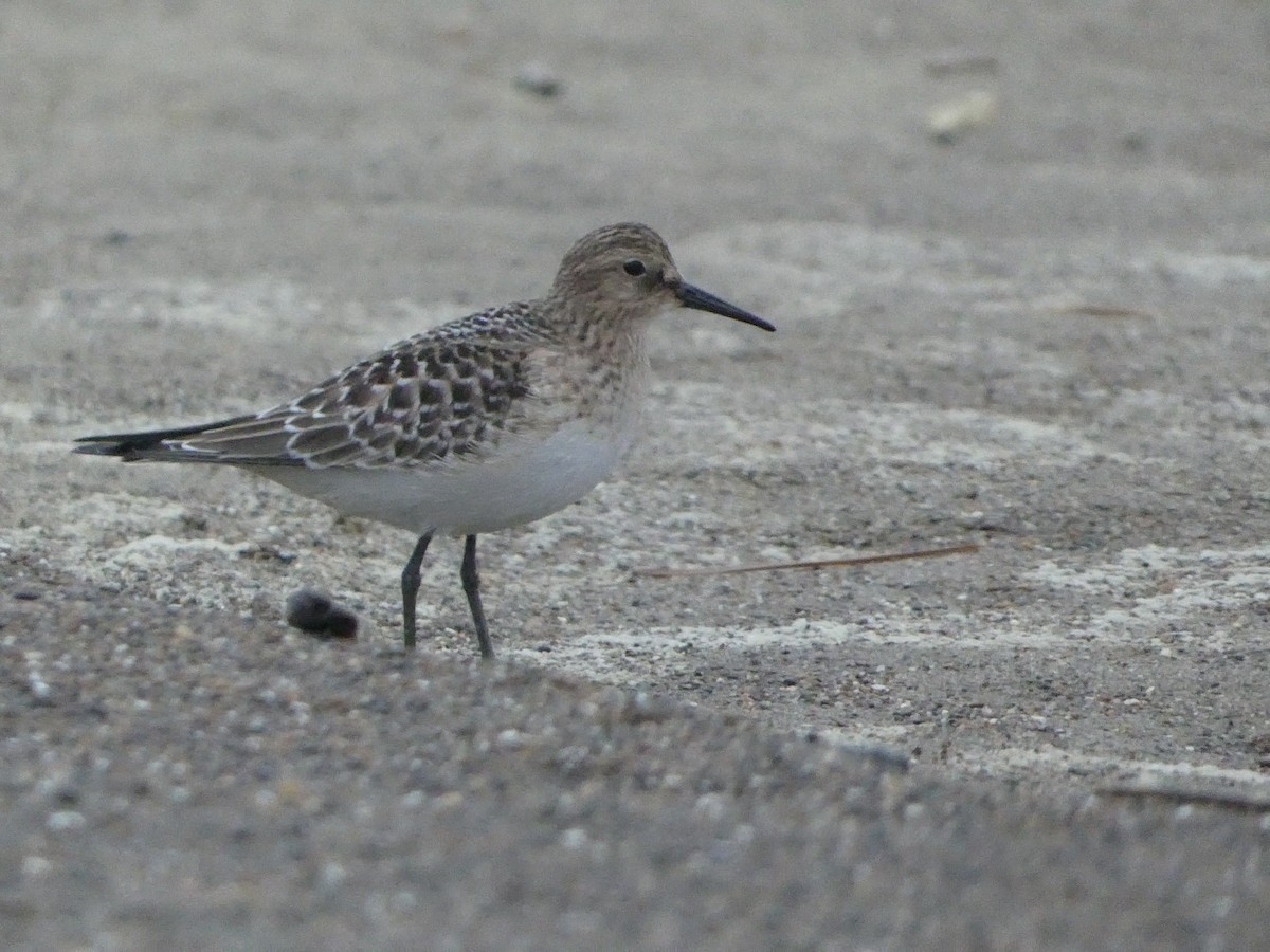 Baird's Sandpiper - Lucas Mansfield