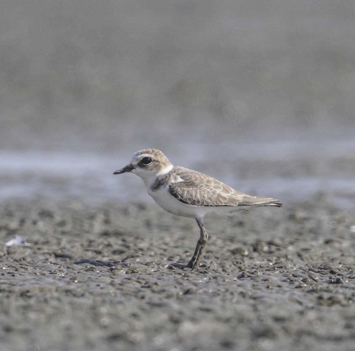 Kentish Plover - ML608459224