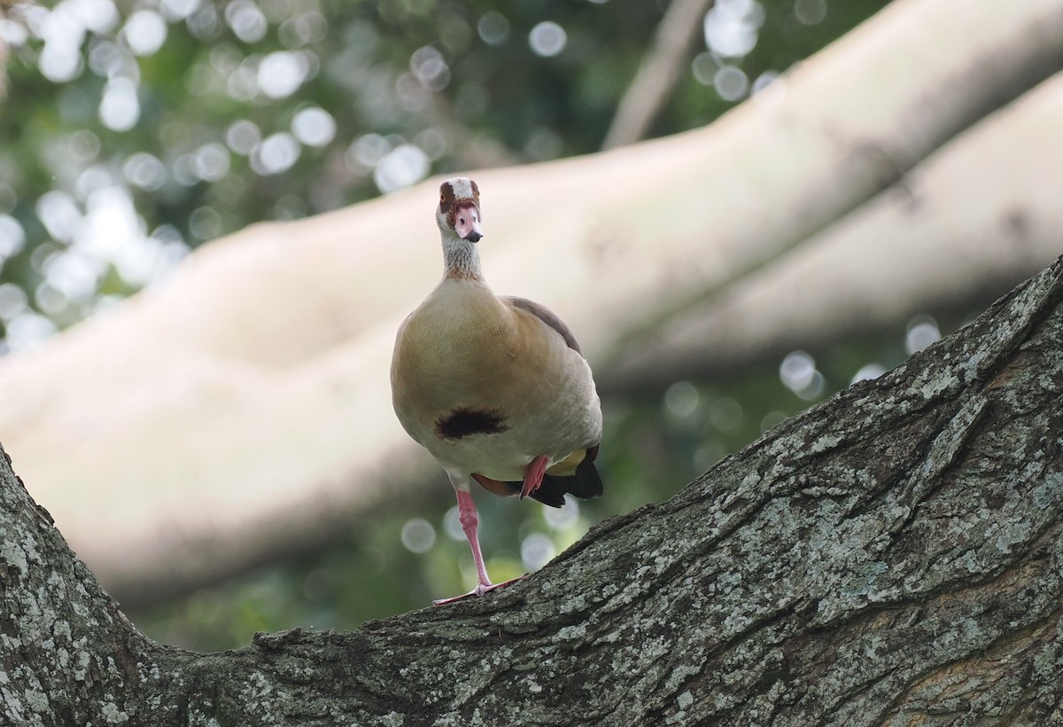 Egyptian Goose - ML608459359